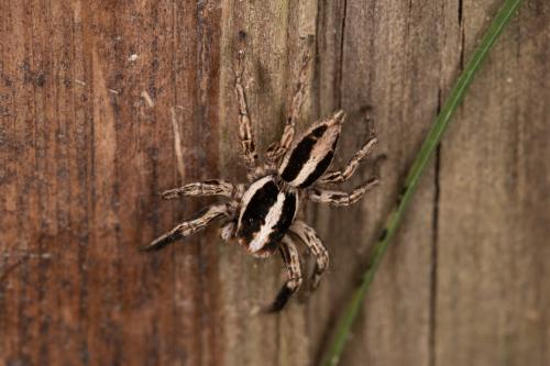 Réf. 261 044 : Plexippus paykulli